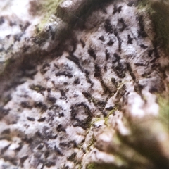 Opegrapha