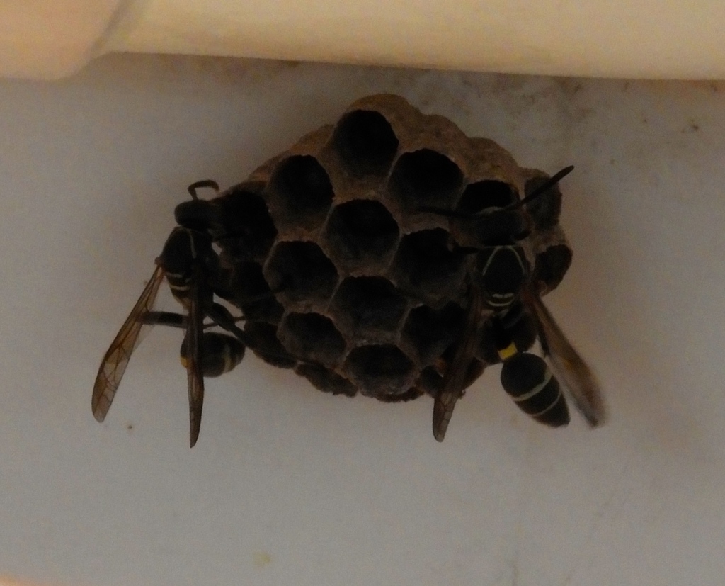 Mischocyttarus rufidens