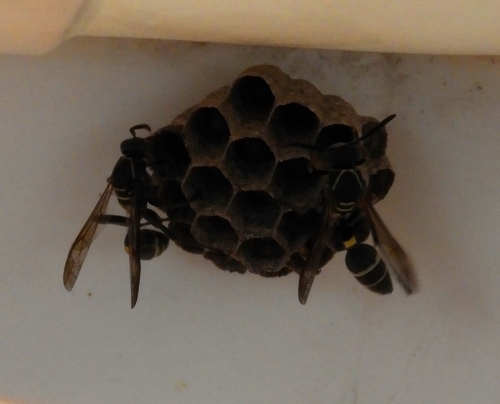 Mischocyttarus rufidens