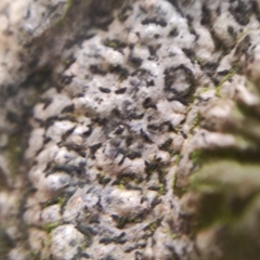 Opegrapha