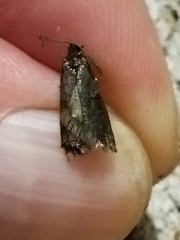 Tortricodes alternella