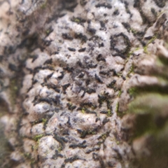 Opegrapha