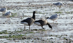 Branta bernicla