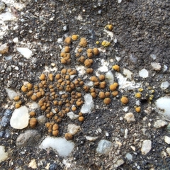 Protoblastenia rupestris