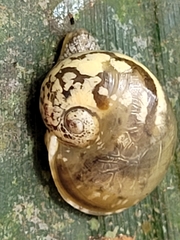 Sheldoniinae