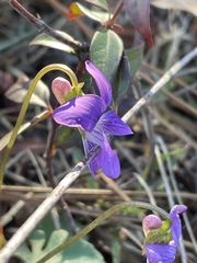 Viola septemloba