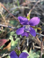 Viola septemloba
