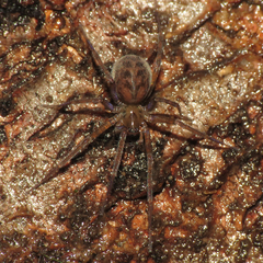 Cybaeidae