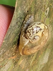 Sheldoniinae
