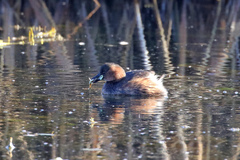 Tachybaptus ruficollis