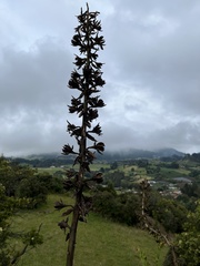 Puya nitida