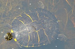 Deirochelyinae