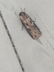 Agrotis malefida