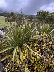 Puya nitida