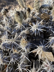 Grusonia clavata
