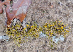 Teloschistes exilis
