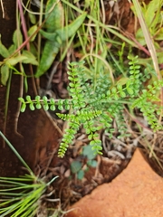 Zanthoxylum capense
