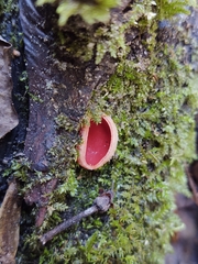 Sarcoscypha austriaca