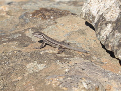Tandilia Lizard photo 2
