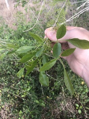 Fraxinus berlandieriana