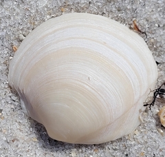 Anodontia alba
