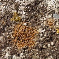 Protoblastenia rupestris