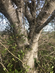 Fraxinus berlandieriana