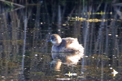 Tachybaptus ruficollis