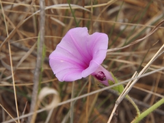 Ipomoea crassipes