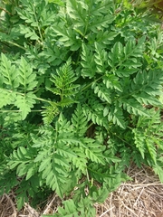 Ambrosiinae