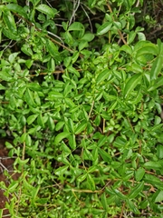 Ximenia americana