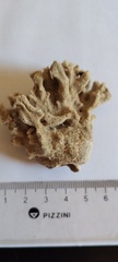 Scleractinia
