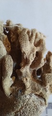 Scleractinia