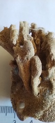 Scleractinia