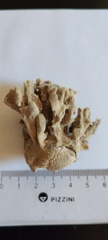Scleractinia