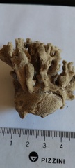 Scleractinia