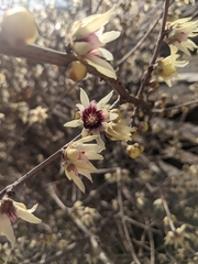 Chimonanthus praecox