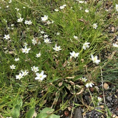 Spergula