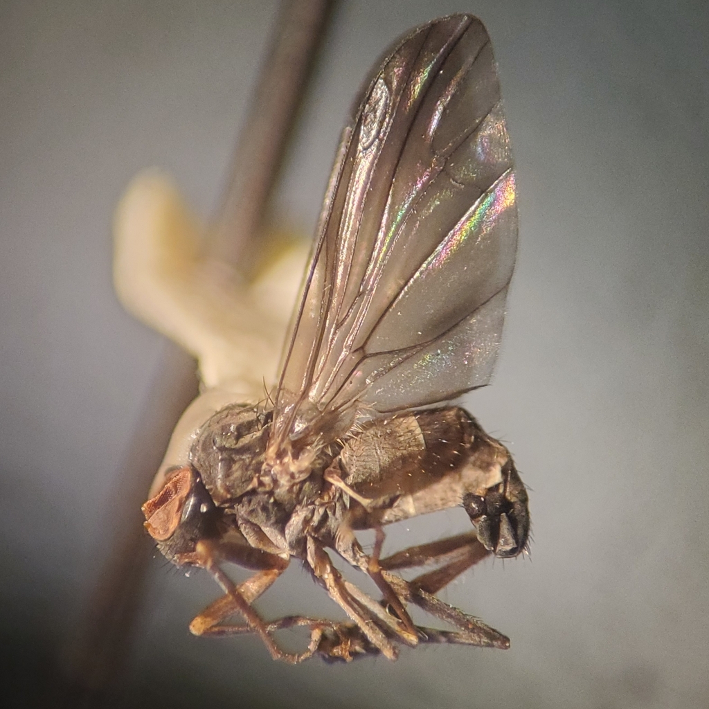 Grossoseta pacifica