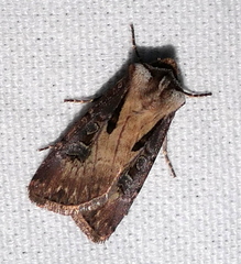 Agrotis vancouverensis