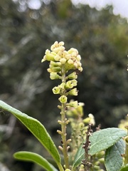 Citharexylum sulcatum