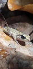 Eleutherodactylus rogersi