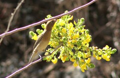 Passerina versicolor