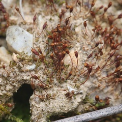 Pterygoneurum ovatum