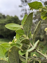Citharexylum sulcatum