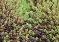 Tortella inclinata