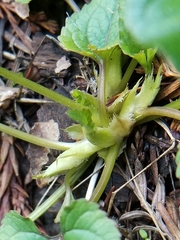 Viola ocellata