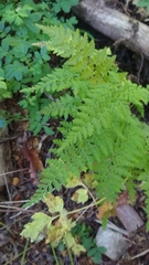 Cystopteris fragilis apiiformis