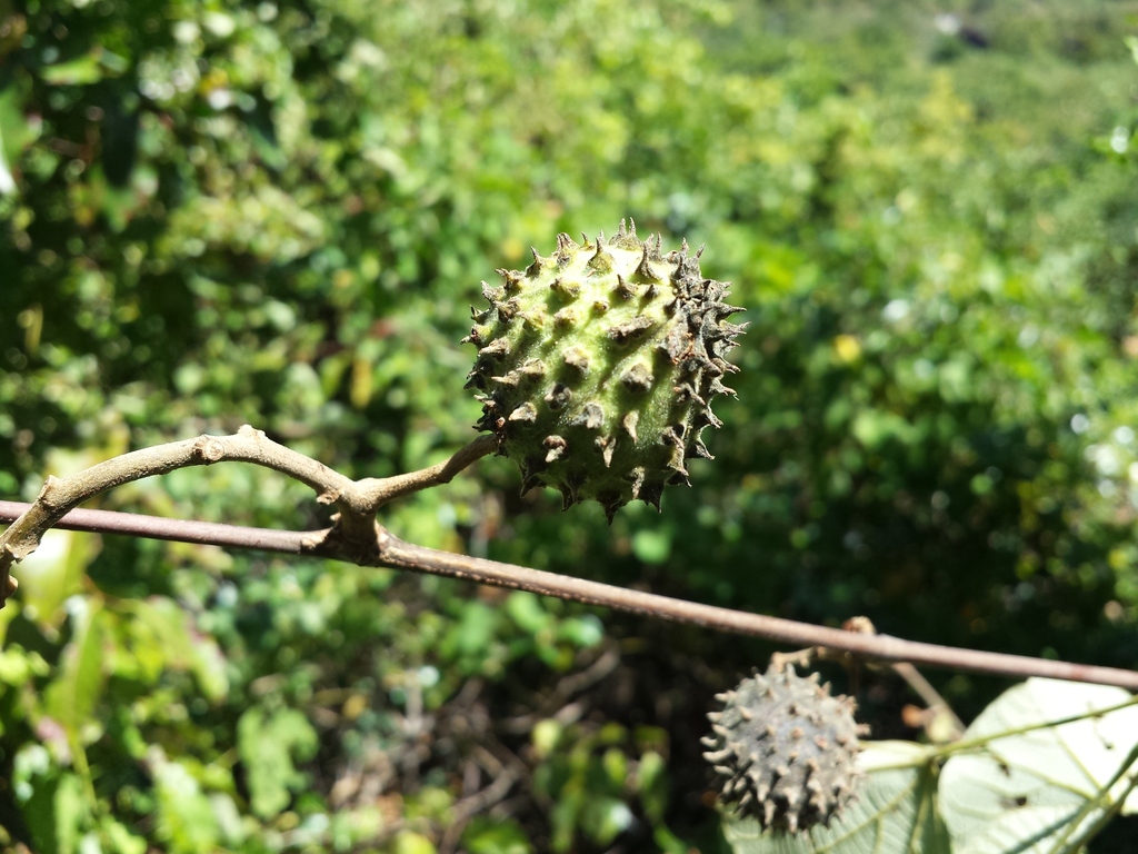 Byttneria bernieri