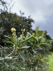 Citharexylum sulcatum
